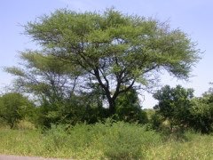 Vachellia karroo Cape Thorn Tree